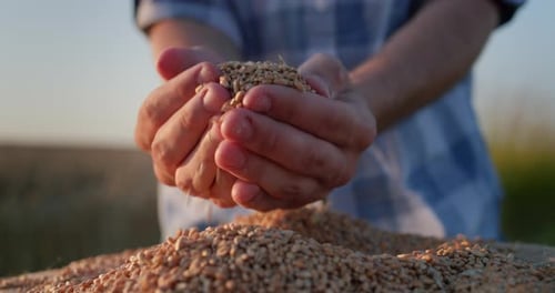 Farmer Examining Golden Wheat Grain in Hands