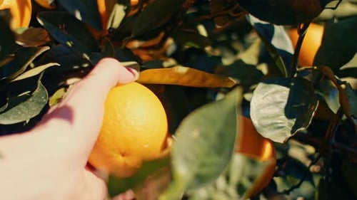 close up farmers hand picking orange from orange tree branch in orchard in Spain