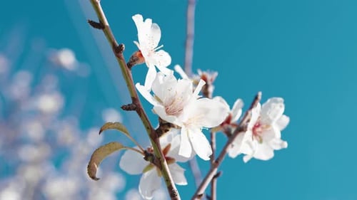 White Tree Flowers Blossoming Against a Blue Sky