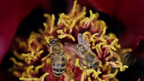 Amazing Footage of Bees Gathering Pollen From Pink Peony Flower Macro View