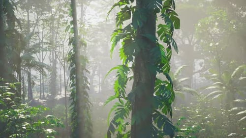 Dense Green Forest With Abundant Trees