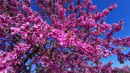 Redbud pink flowers in blue sky of sunny day in Greece, motion view
