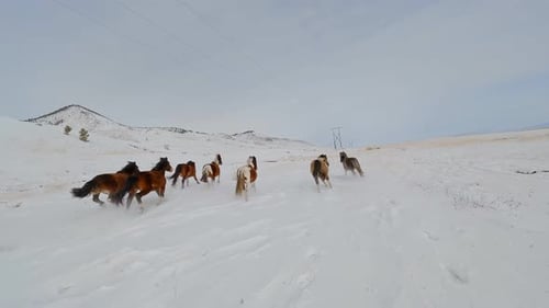 Wild Horses Running Through Snowy Mountain Landscape