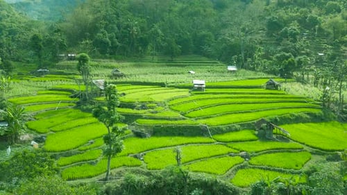 Lush Green Rice Terraces Dominate the Landscape Framed By Tropical Foliage Showcasing Bali's