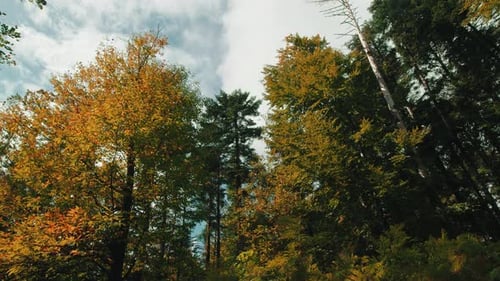 White Clouds Over Autumn Trees