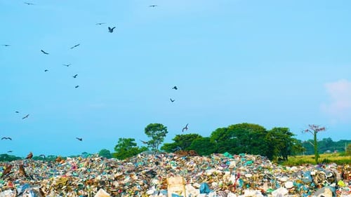 Vast Landfill with Waste and Birds