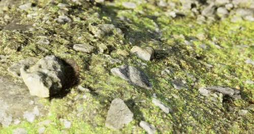 Natures Textures Reveal Vibrant Moss and Rocks in a Natural Habitat Setting
