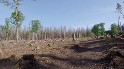 Épinettes mortes à la suite d'une infestation de scolytes. La conséquence du réchauffement climatique.
