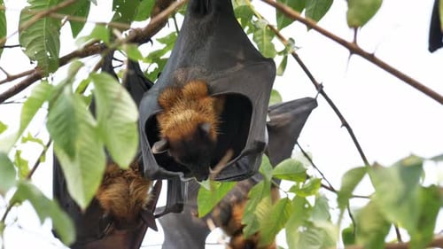 Lyles Flying Fox hängt am Baum