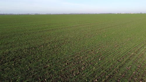 Green Field Young Green Small Sprouts of Cereal Crops and Blue Sky on Sunny Day