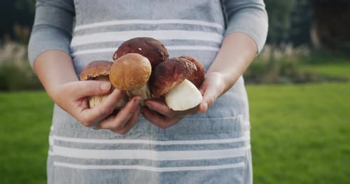 Woman Holds Freshly Picked Mushrooms in Countryside