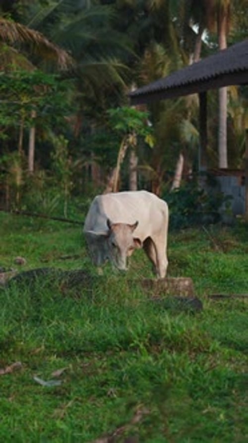 Une vache solitaire mange de l'herbe fraîche dans un champ calme près d'un abri en bois