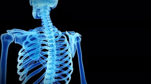 Sistema esquelético humano que muestra la anatomía detallada del hombro y la caja torácica superior