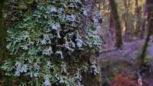 Close up of Moss Growing on a Tree