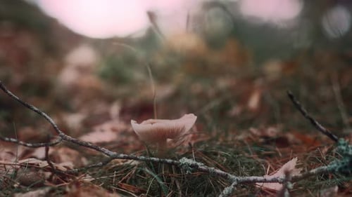 Close Up of Mushroom Growing in Forest
