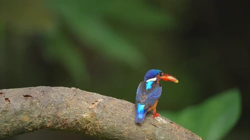 Blue-Eared Kingfisher Perched on a Branch with Fish