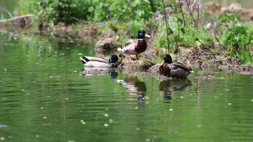 Mallard Ducks in a Calm Pond Habitat