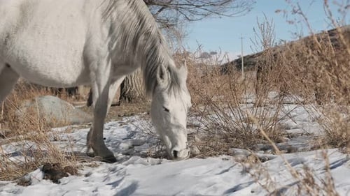 White Horse Grazing in a Snowy Rural Landscape
