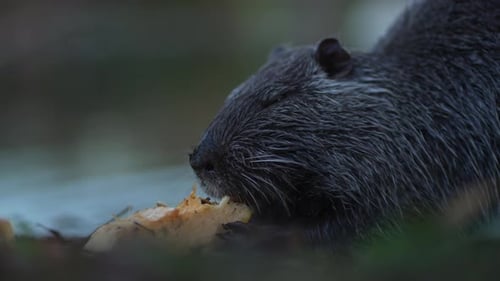Nutria disfrutando de una comida: primer plano de un roedor Nutria mordisqueando comida
