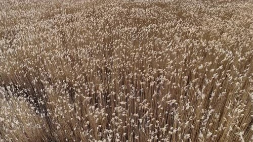 Natural yellow field moved by wind in a sunny day Flying over field of hay Beautiful spring tall gra