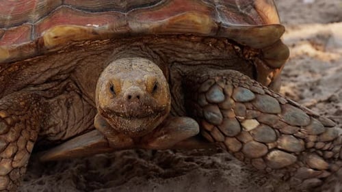 Primer plano de una tortuga espoleada africana.