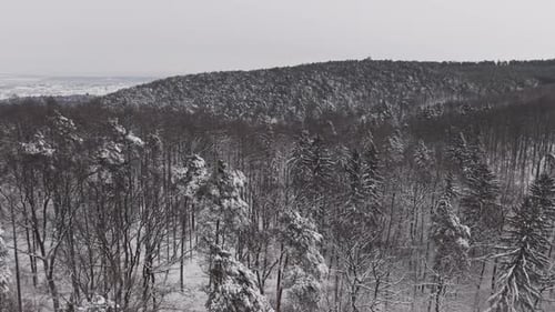 Snow covered trees stretch across a vast winter forest landscape under an overcast sky.