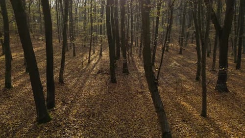 Sunny Day in a Forest in Autumn 47