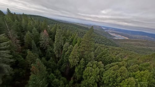 Flying fast down a mountain through Fir trees to look over a lake in the distance