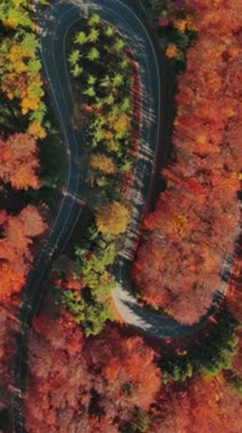 Bright Autumn Forest in Sunny Day