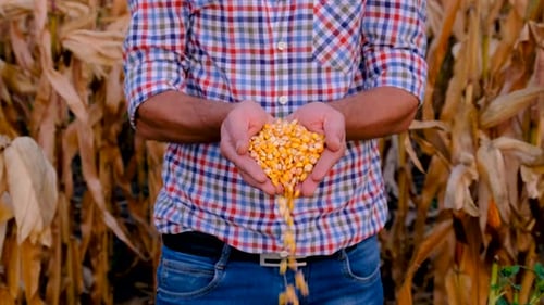 A Man Farmer Harvests Corn in a Field Selective Focus