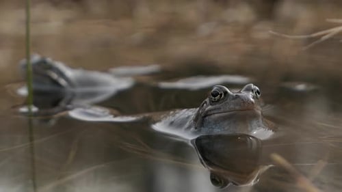 Two frogs in pond croaking during mating season in spring, mating call, close up