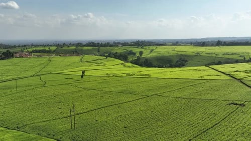 Drone flying above a scenic tea plantation.