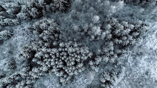 Aerial view of a forest covered with snow
