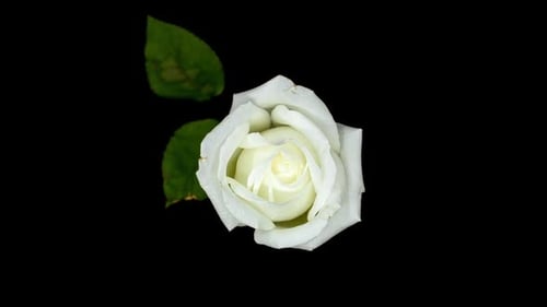 White Rose Timelapse