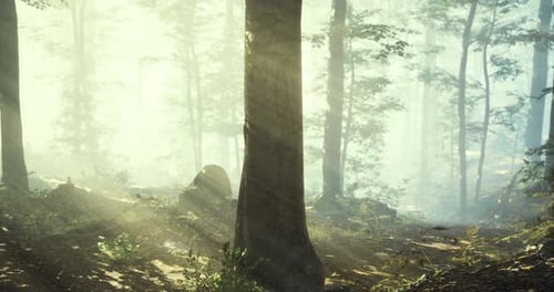 Misty Forest with Sunlight Filtering Through Trees in Early Morning