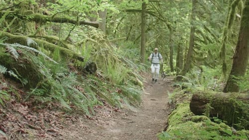Man And Puppy Dog Hike Mossy Forest Trail