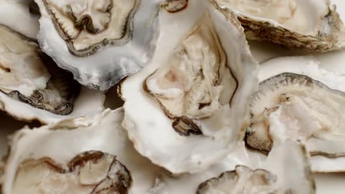 Fresh Oysters on the Plate Rotating Close Up Slow Motion