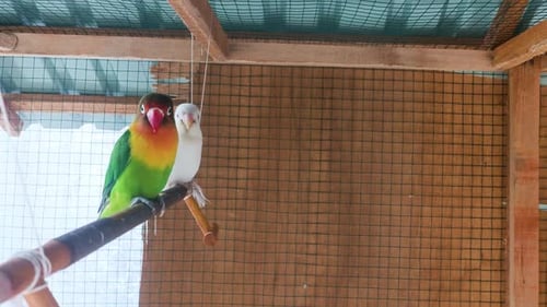 two birds were perched in a cage.