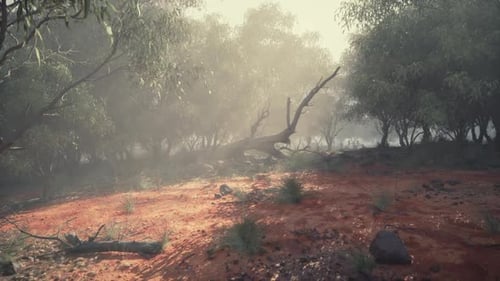 Misty Australian Bushland Forest with Red Earth and Trees