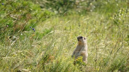 Marmot Explores Lush Grassland Habitat at Sunrise in National Park