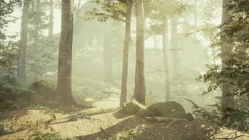 Sunbeams in Foggy Green Forest