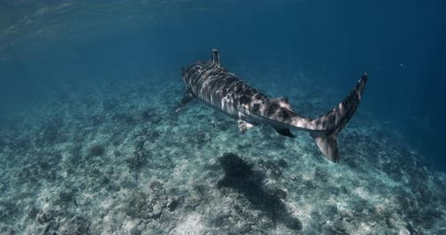 Tiger Shark Gliding in Blue Ocean Diving with Tiger Sharks Slow Motion