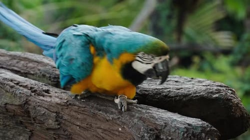 blau-gelber Ara (Ara ararauna), auch bekannt als der blau-goldene Ara auf einem Holzast