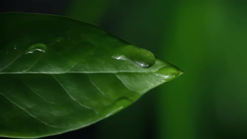 Macro Shot of Green Leaf with Water Droplet