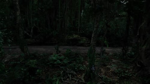 Moonlit Jungle Night with Shadows Illuminating Dense Foliage