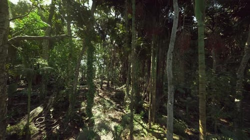 Calm Forest Haven Illuminated By Warm Rays Shining Through Leaves