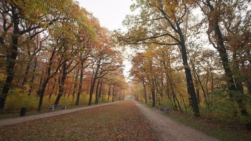 A lonely walk along the alley in the autumn park. Bright foliage on the slender trees against the b