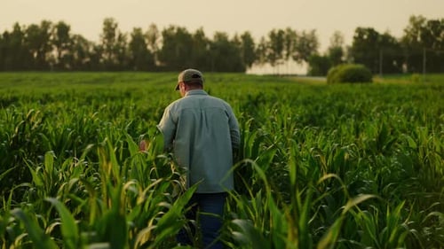 Farmer Walking In Field With Young Corn Plants In Summer Evening Back View Professional Agronomist