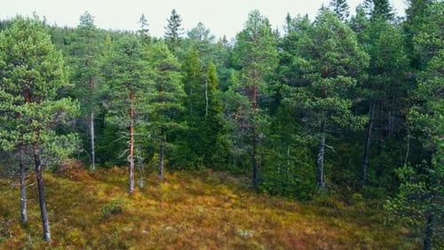 Trees With Lush Green Foliage In The Forest. - aerial shot
