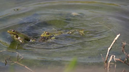Frogs croaking and jumping and courting in calm lake, Jerusalem